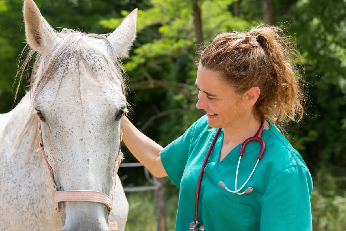 Veterinarian with horse