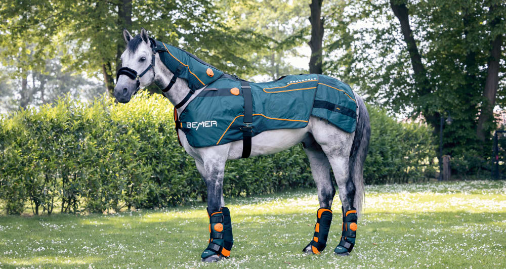White BEMER horse in the meadow