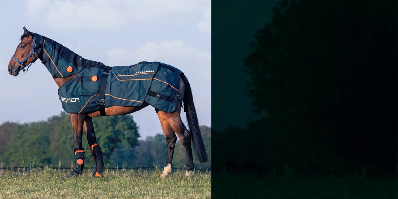 Horse with BEMER horse blanket