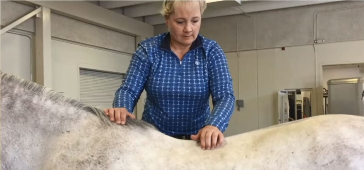 equine muscle pain study