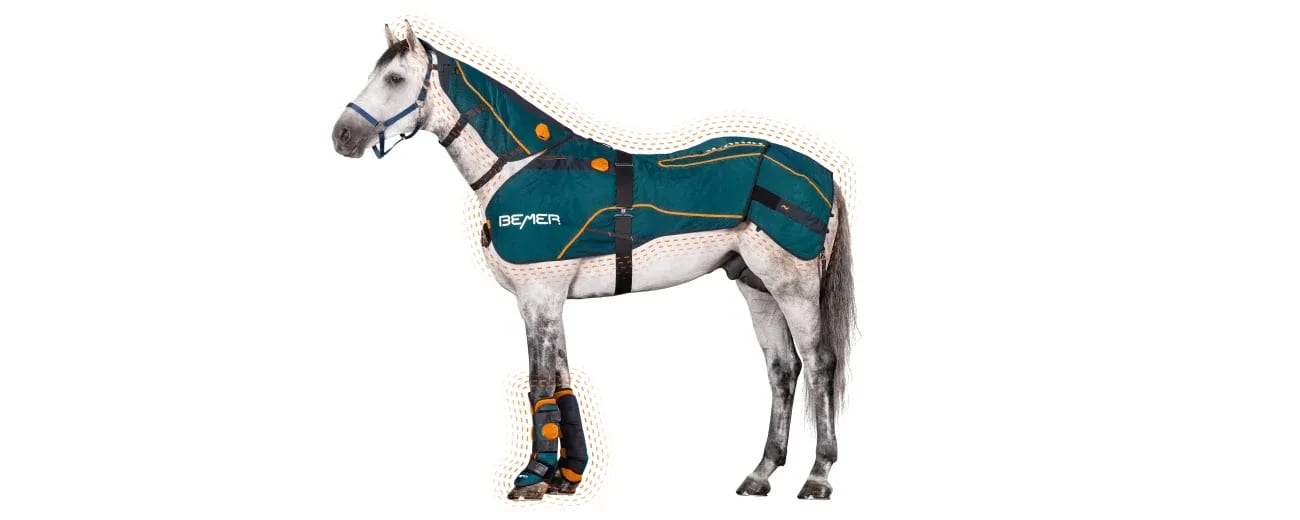 Horse wearing the BEMER Horse-Set and Neck Applicator