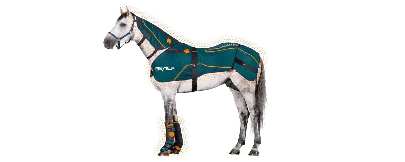 Horse wearing the BEMER Horse-Set and Neck Applicator