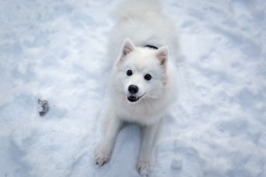 かわいい犬