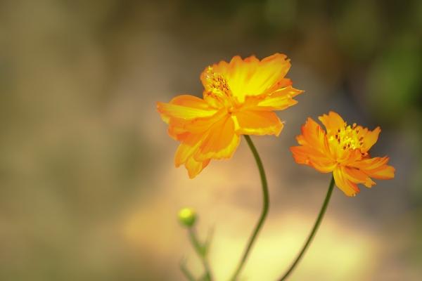 何かの花