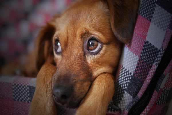 上目遣いの犬