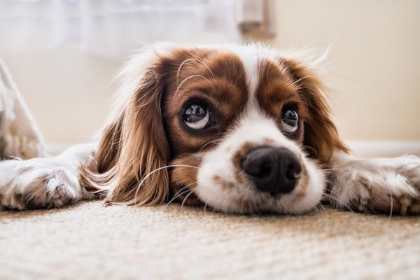 犬が見上げる写真