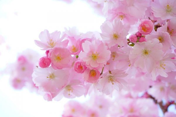 桜の花