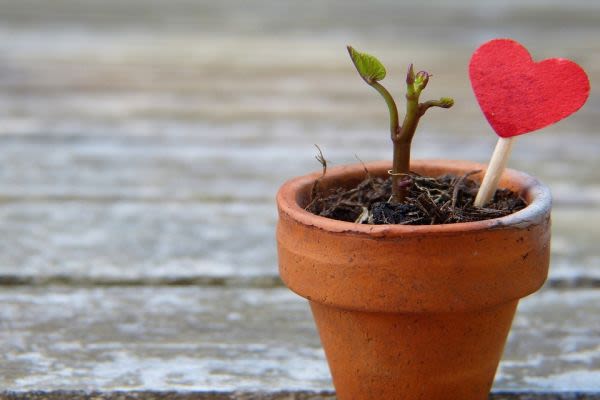 赤いハートマークの飾りが刺さった植木鉢