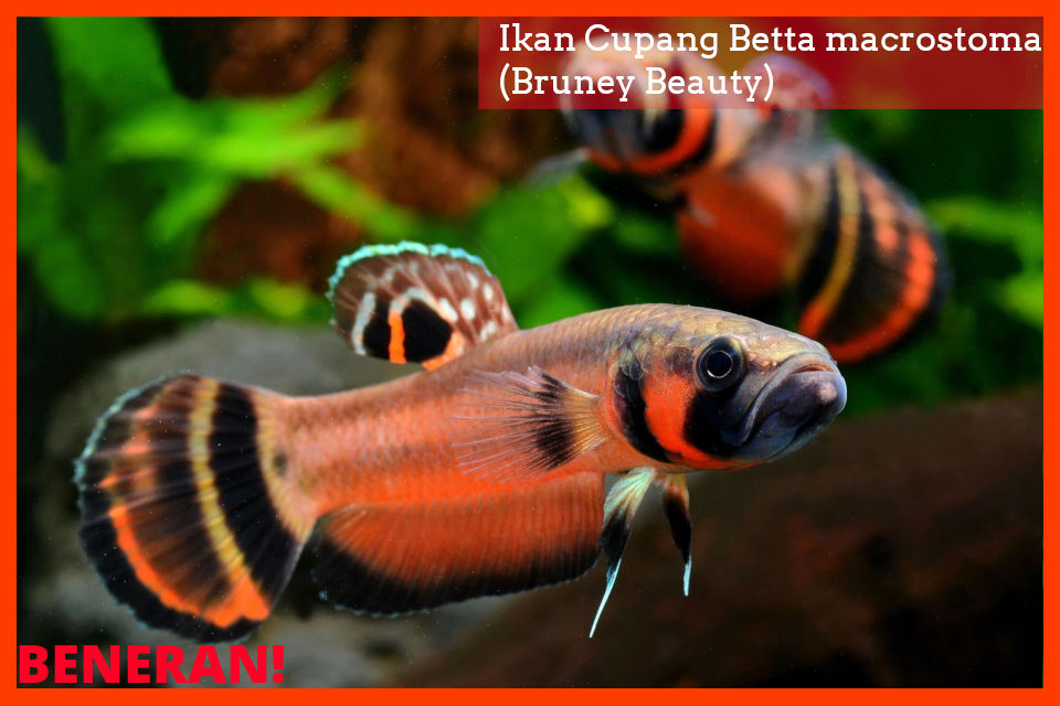 9700 Gambar Ikan Cupang Warna Hitam Terbaru