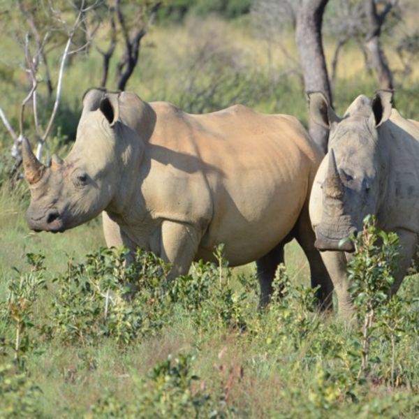 Bénin pendjari rhinocéros