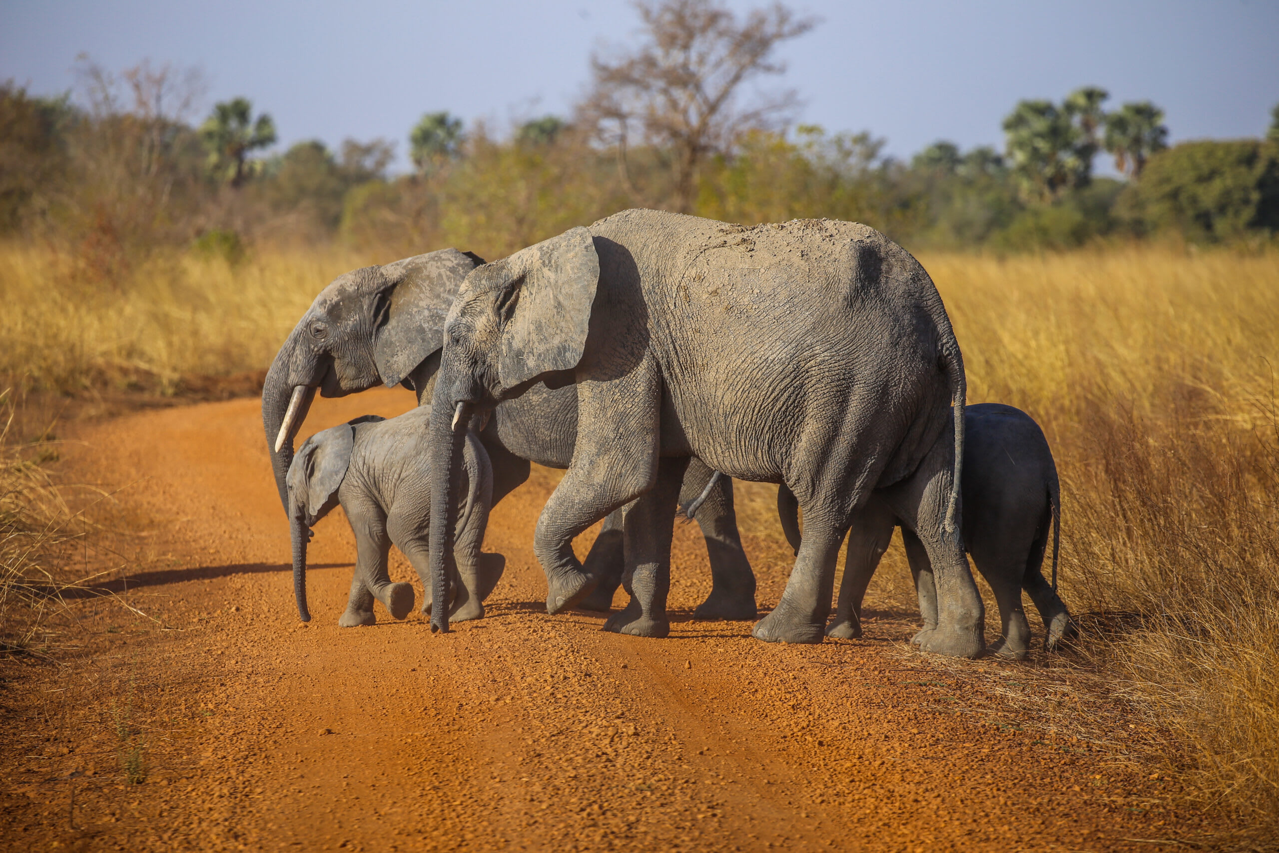 Faune et paysages du Parc National de la Pendjari au Bénin