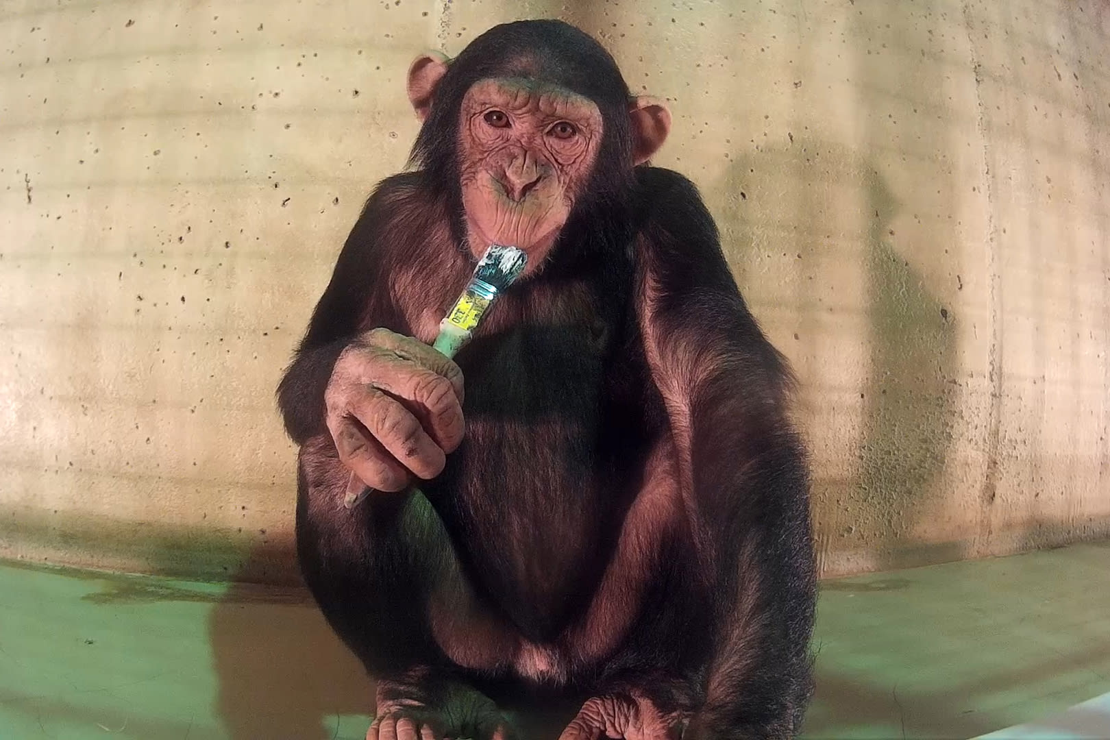 Pili from the artistic research project Inherent Crossing by Benjamin Egger