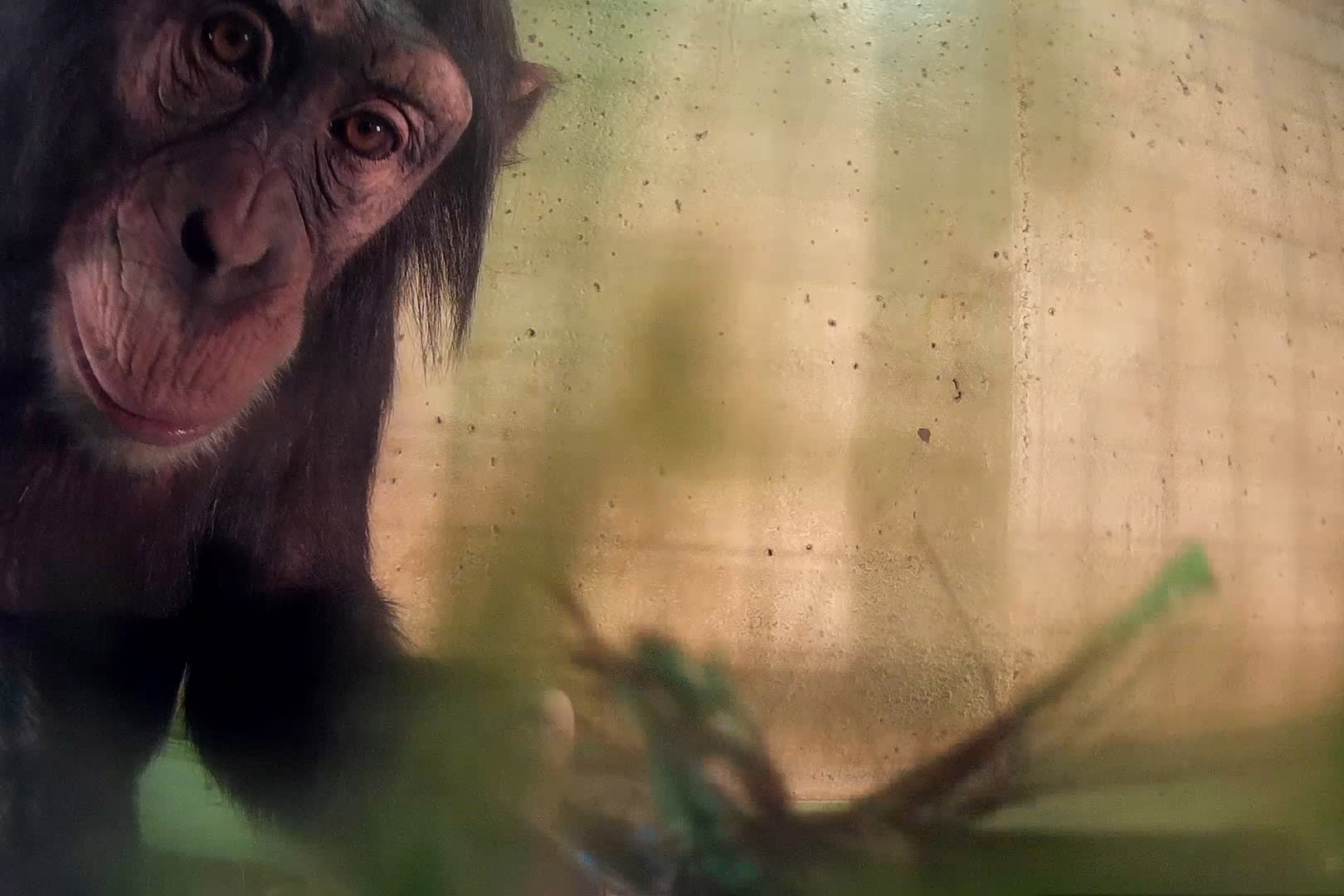 Oseye from the artistic research project Inherent Crossing by Benjamin Egger