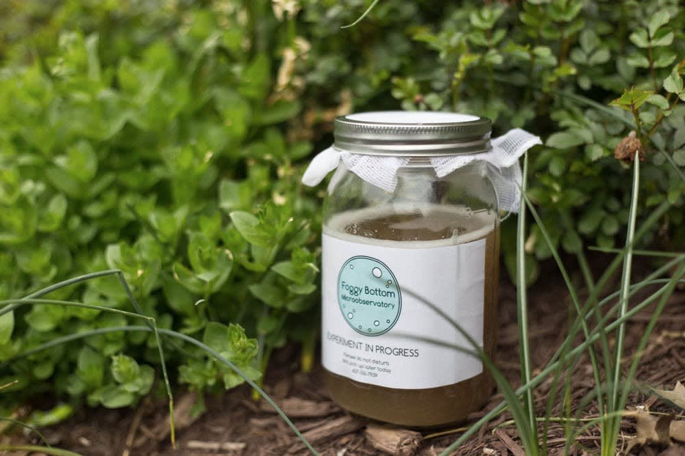 A glass jar of bubbly golden liquid, sitting on the ground outdoors