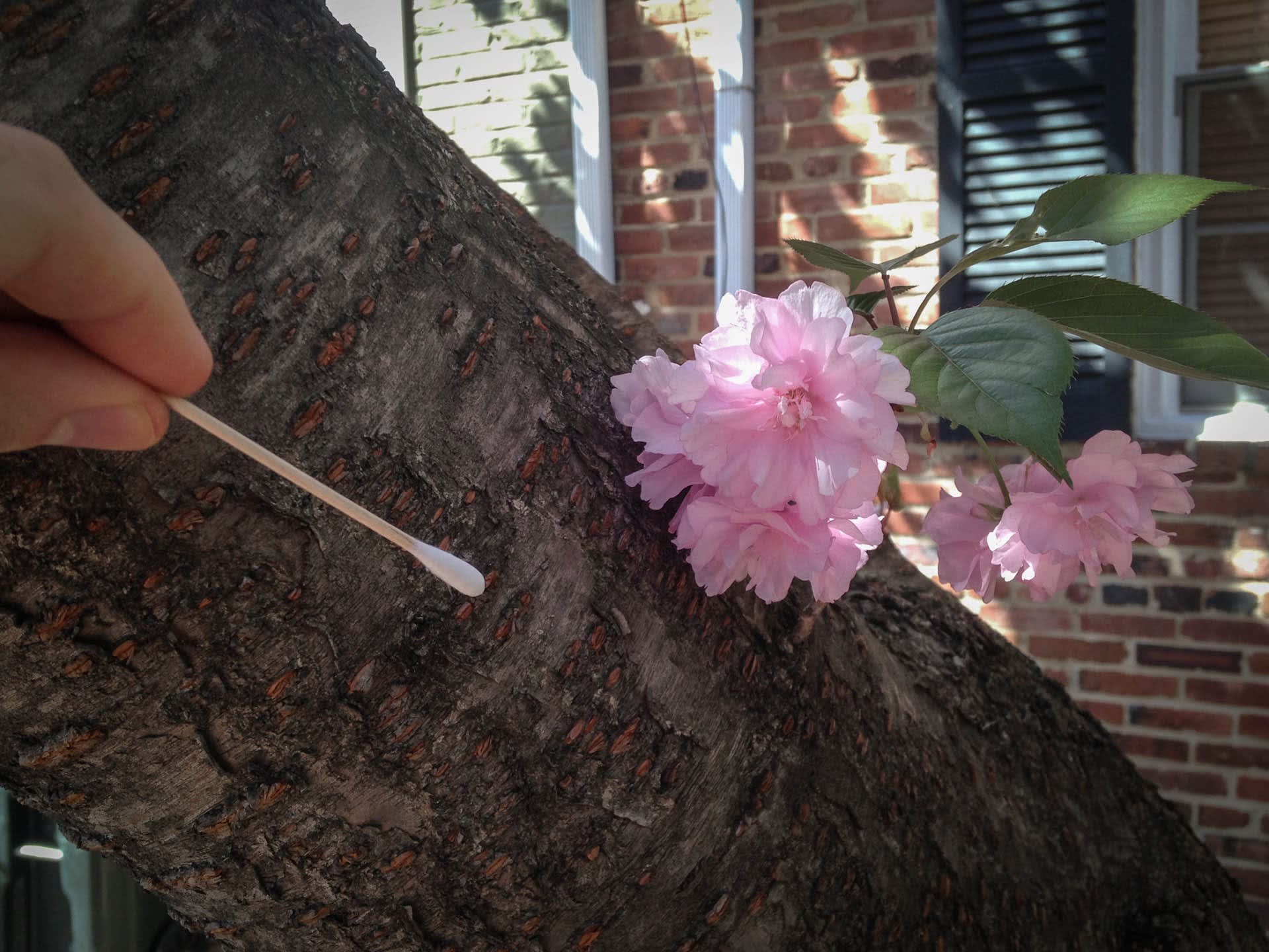 A hand swabbing a tree with a q-tip