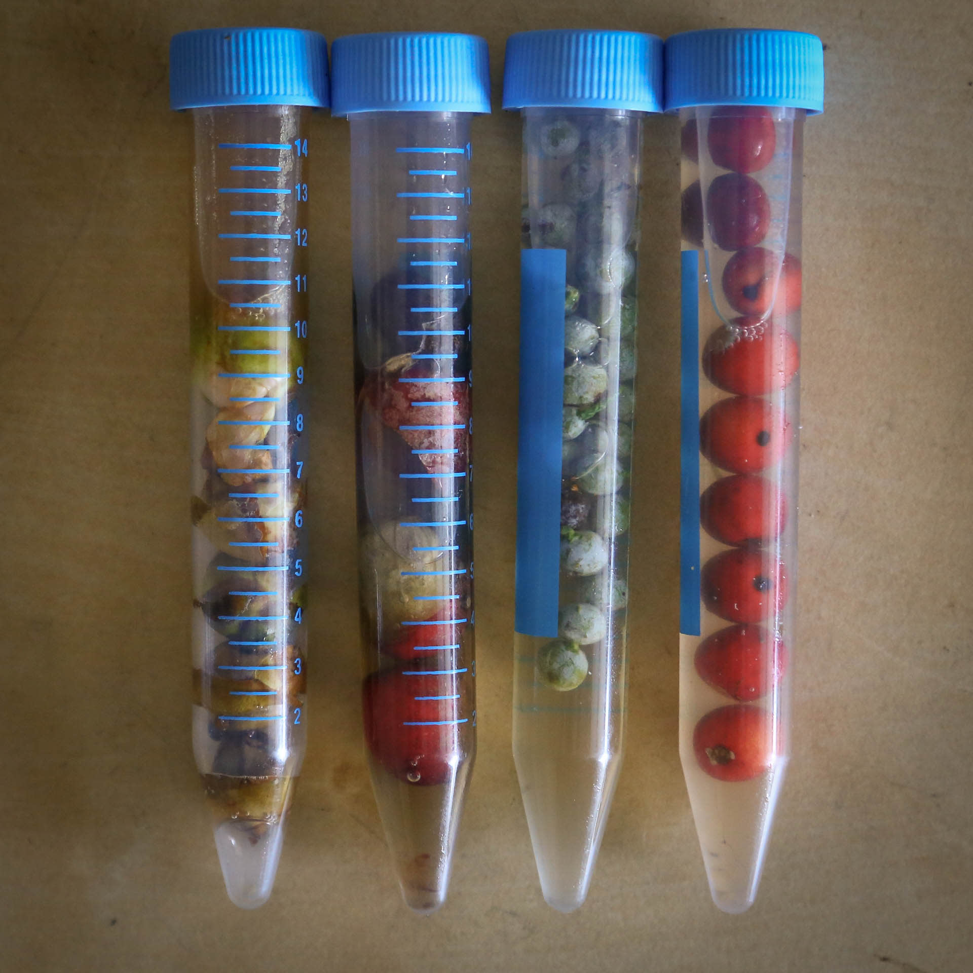 Four test tubes filled with berries and natural materials