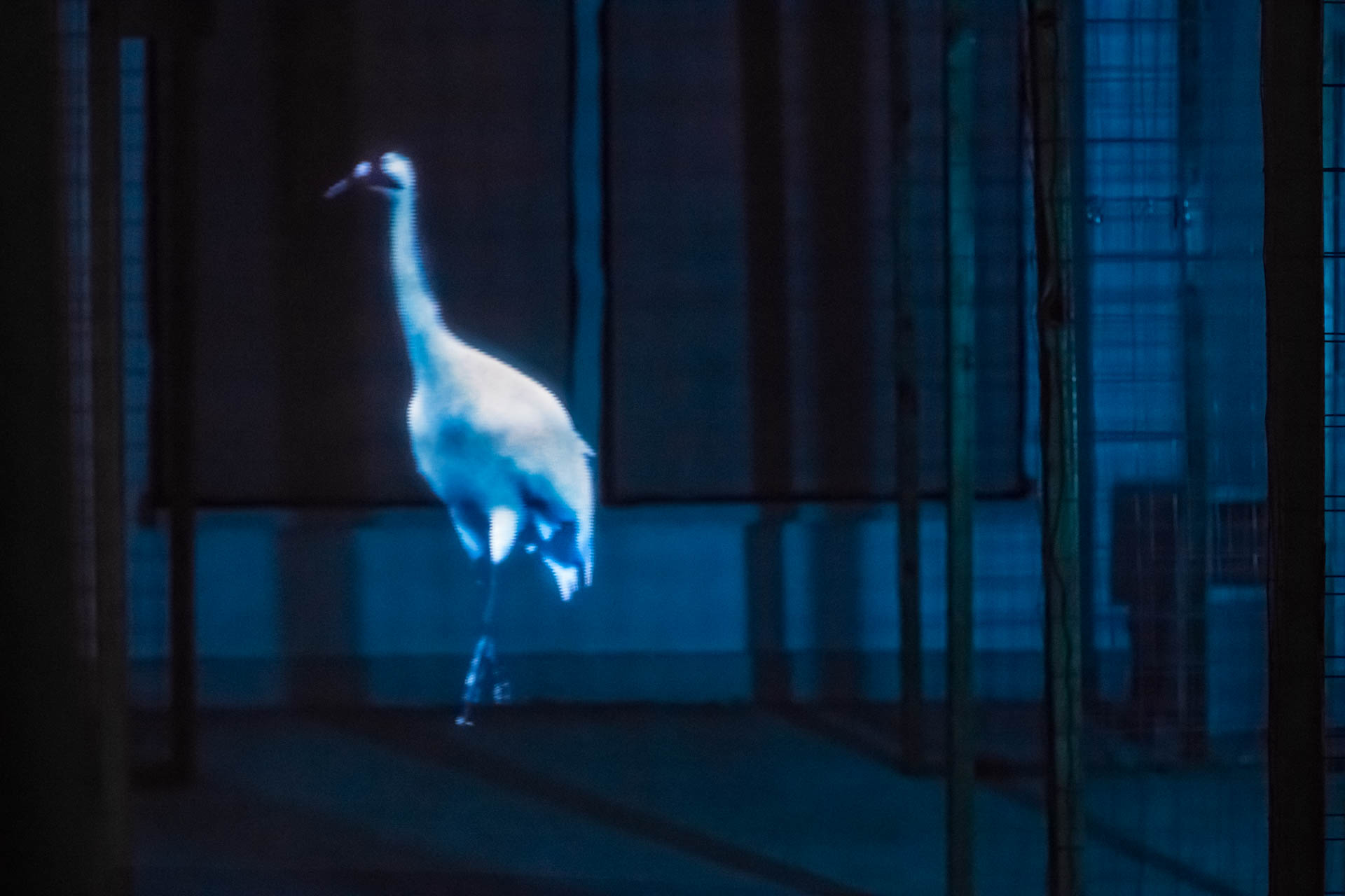 A holographic bird floating in a dark room