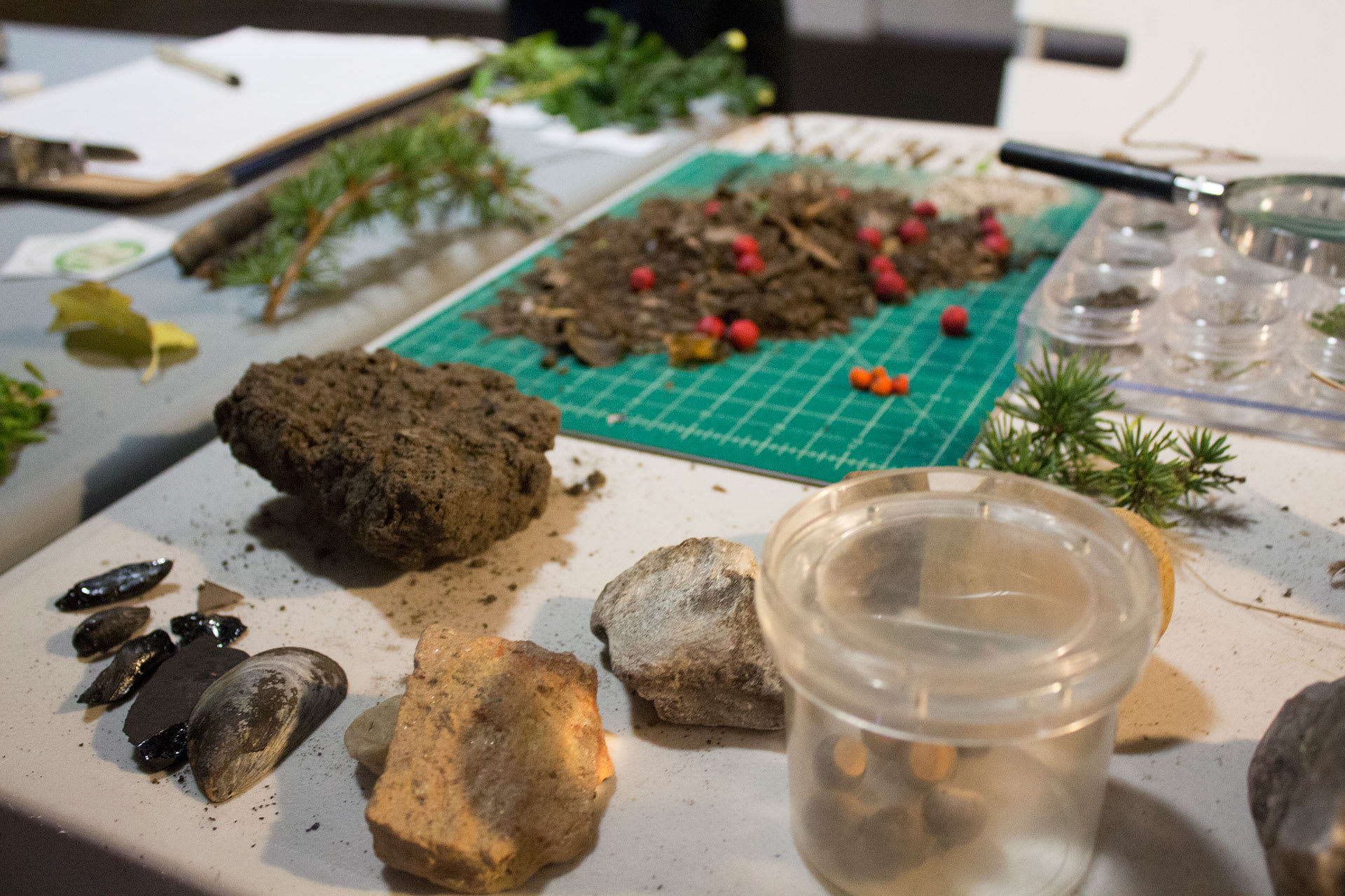 dirt, berries, and other natural specimens on a lab table