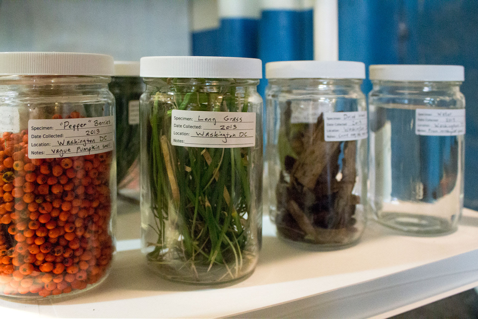 berries, grass, and specimens in glass jars on a shlf