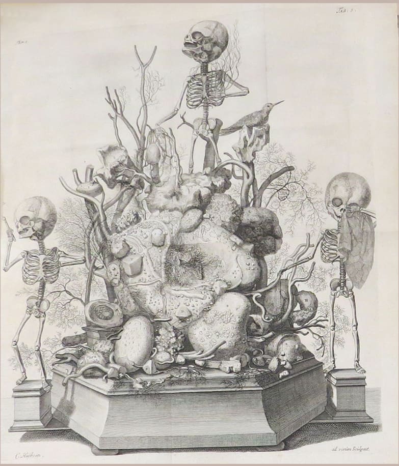 Three fetal skeletons in a still life