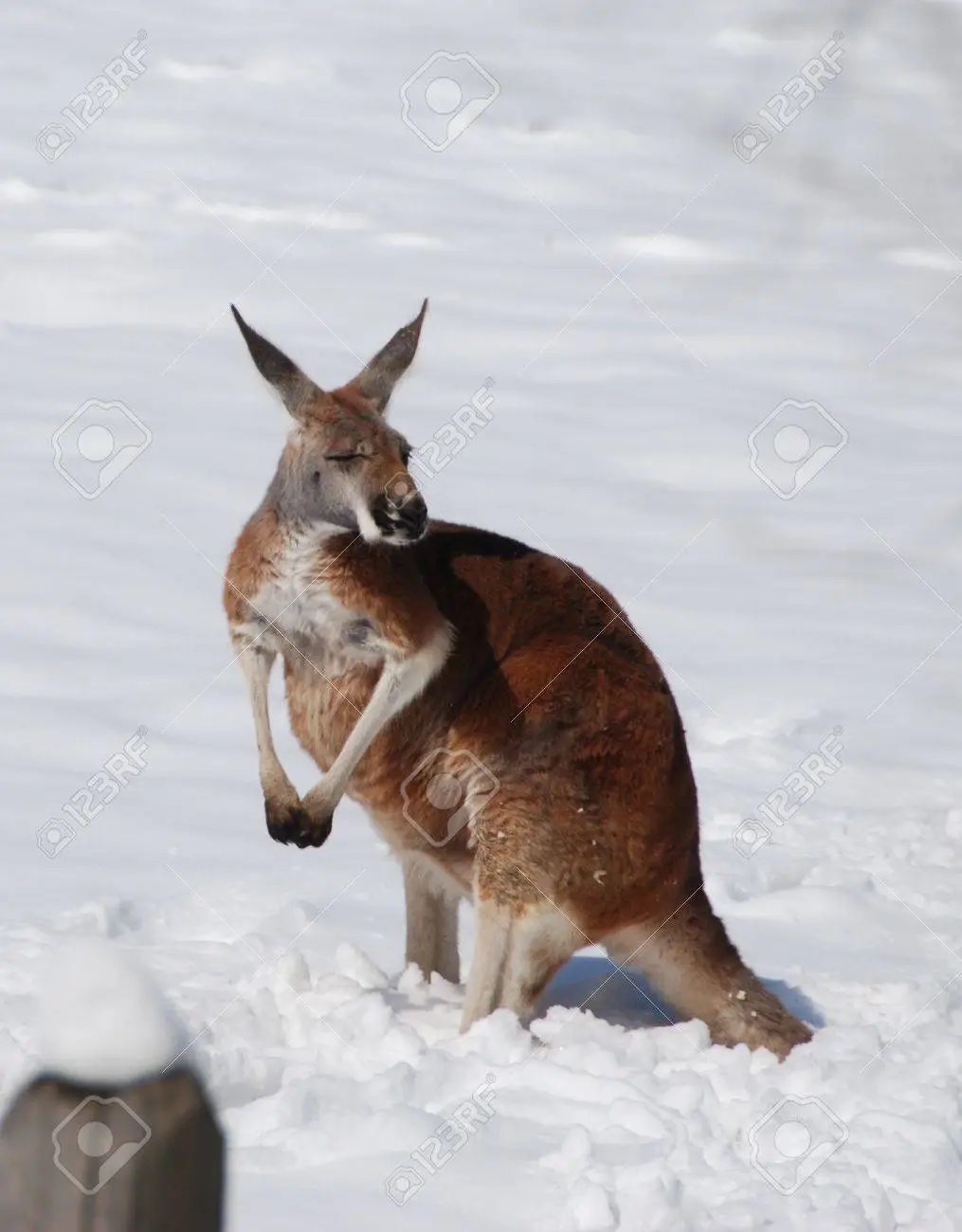 Kangaroo in the Snow