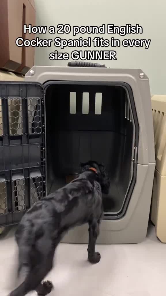 What Size Crate for 60 Lb Dog: Expert Guide