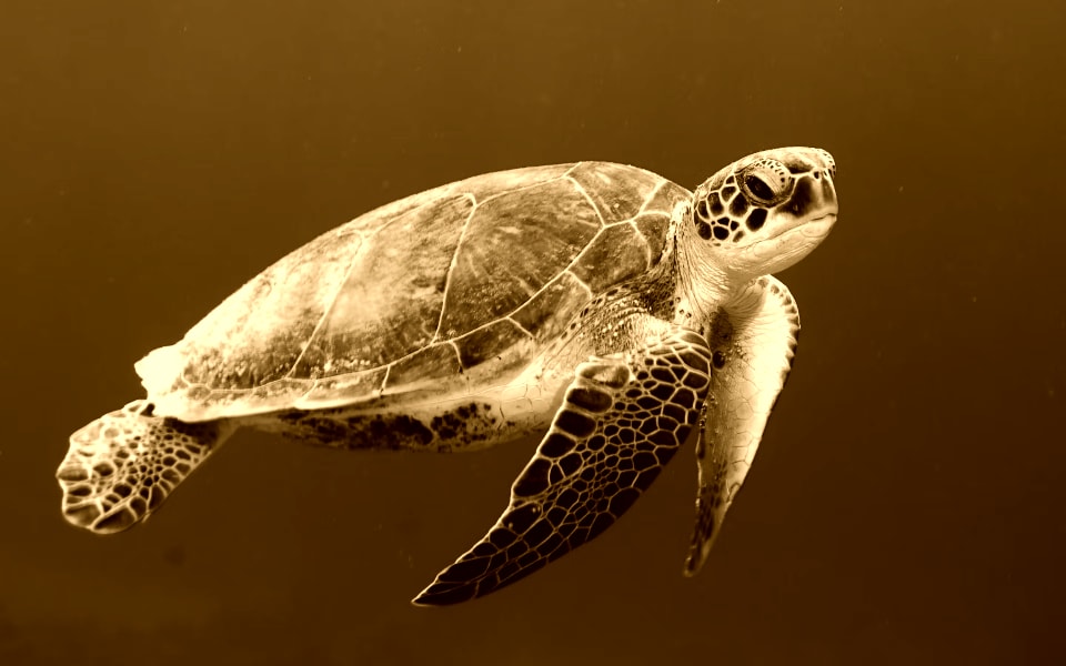 a turtle in the water - sepia