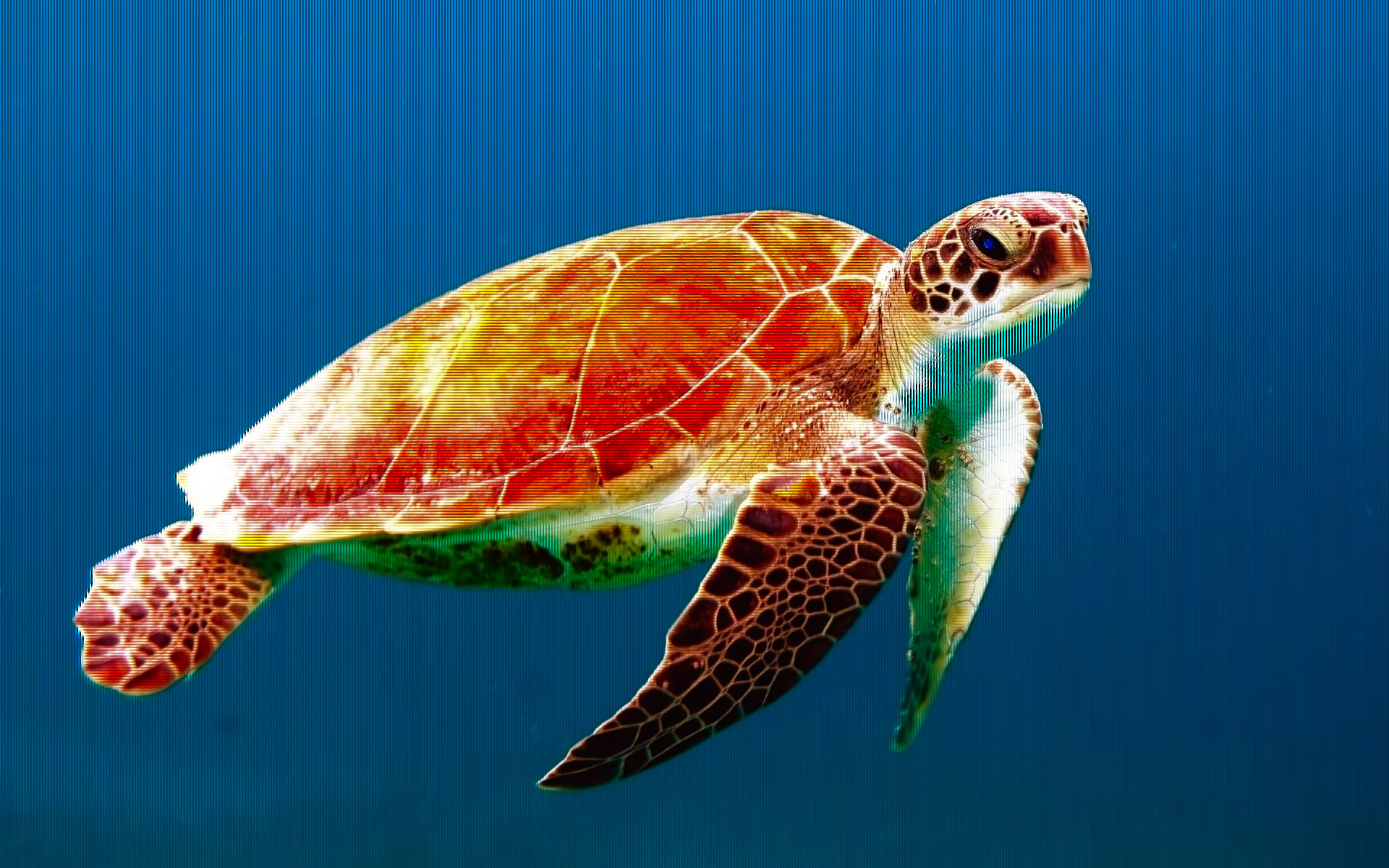 a turtle in the water - colourblind assist