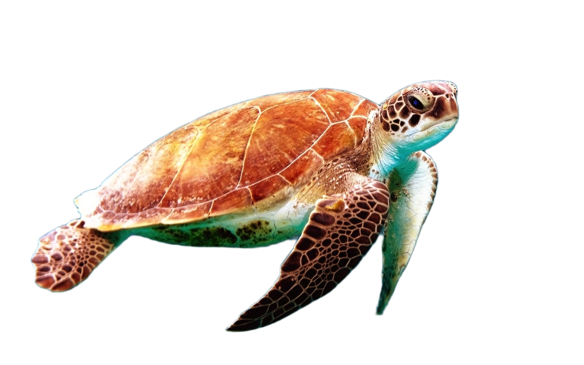 a turtle in the water - auto background removal