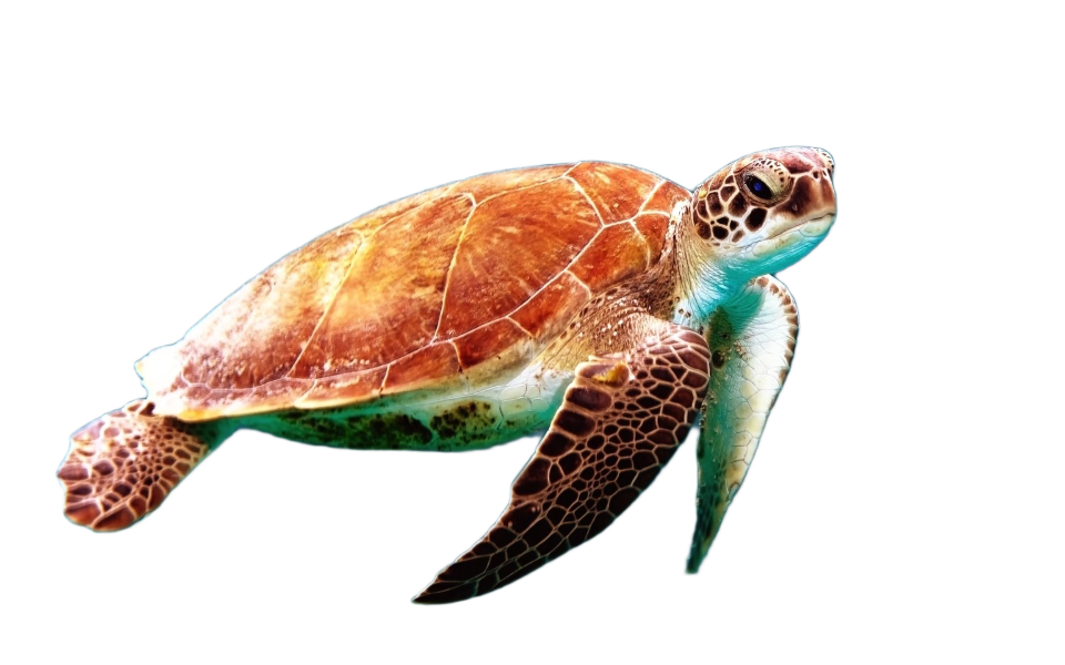 a turtle in the water - auto background removal