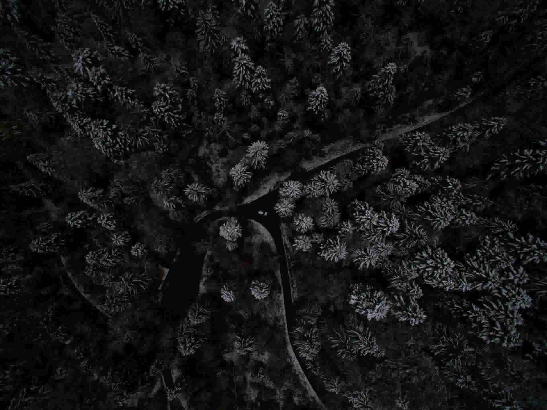 Trees in the forest