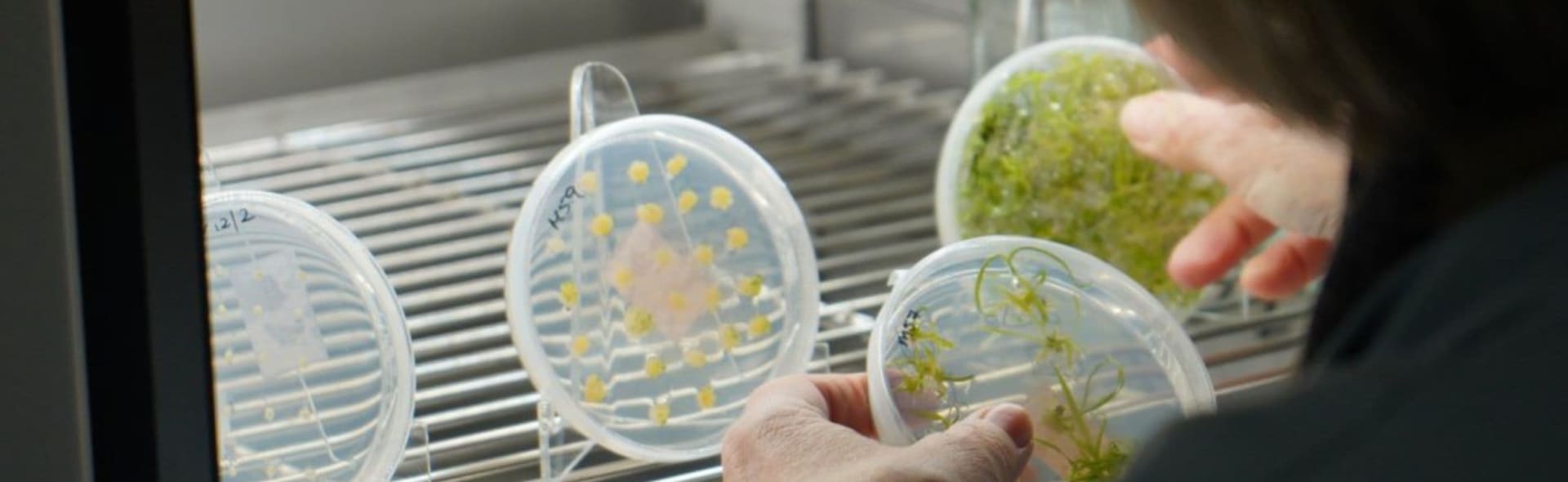 future of food