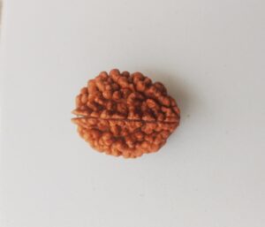 2 Mukhi Rudraksha