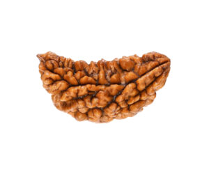 1 Mukhi Rudraksha