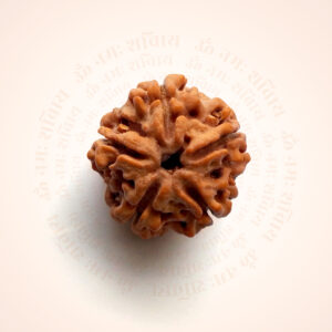 5 Mukhi Rudraksha