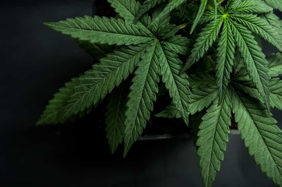 Maroko Akan Melegalisasikan Ganja digunakan Untuk Medis