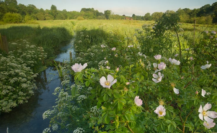 River Itchen near Ovington.