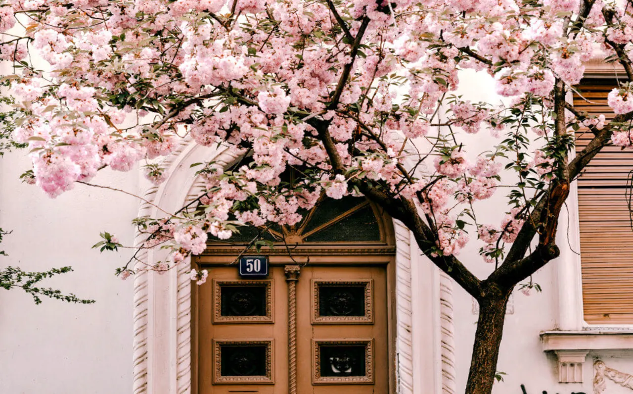 Berlin Cherry Blossom Festival: Why? When? Where?