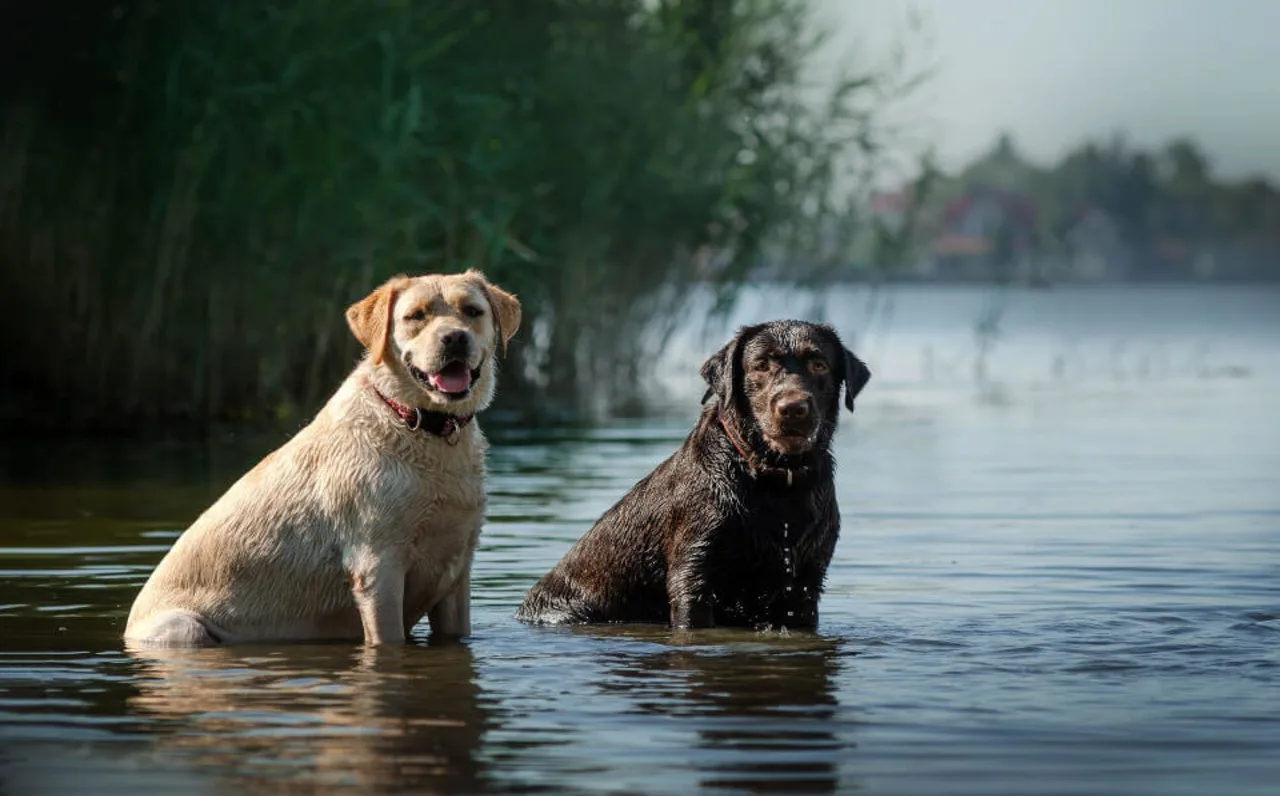 Urlaub mit Hund: Warum gute Planung wichtig ist