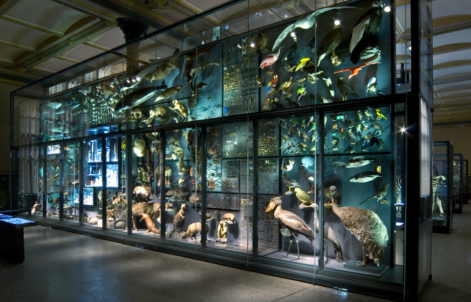 Museo di Storia Naturale di Berlino Tassidermia