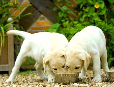 best dog foods best dog foods