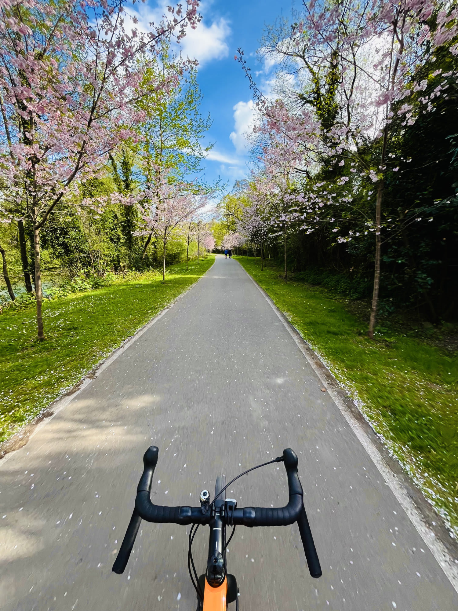 Pedaleando en una senda ciclable. Rodeado de cerezos
