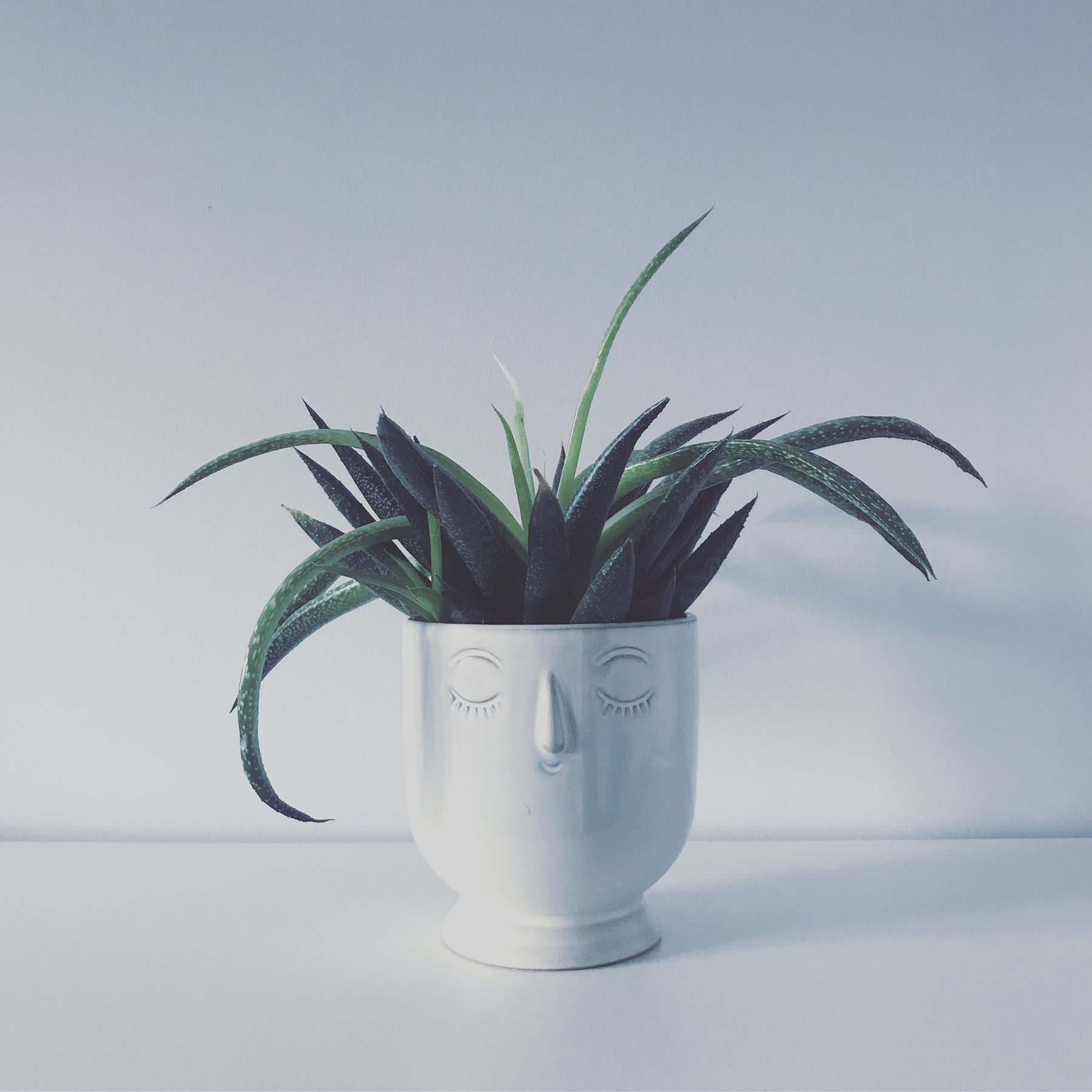 Una maceta con cara