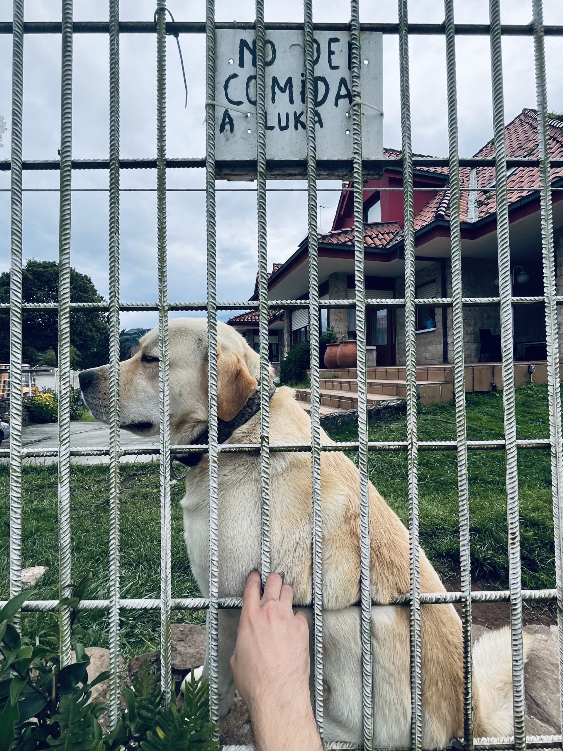 Luka, un perro afable