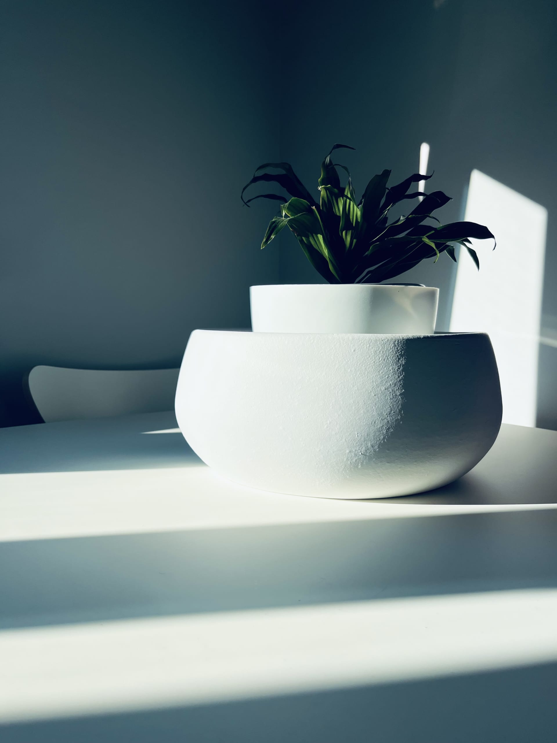 Una planta y el sol entrando por la ventana Una planta y el sol entrando por la ventana