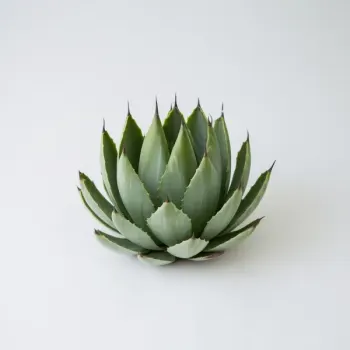 ingredient image