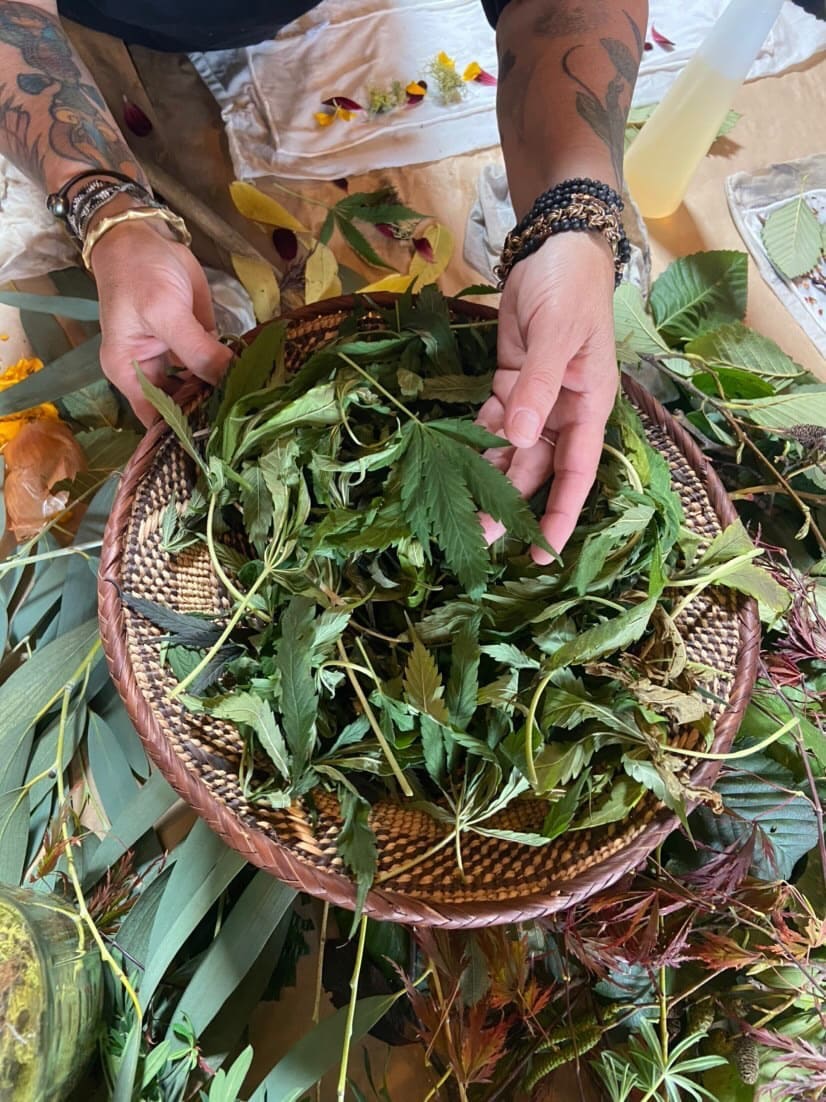 TooGet Natural Lavender Bundles Freshly Harvested 400+ Stems Dried