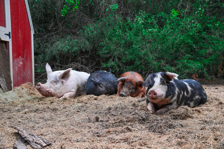 Celebrating a Decade of Saving Pigs by Central Texas Pig Rescue ...