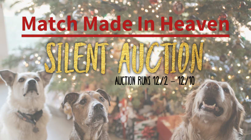 Match made in heaven dog rescue best sale
