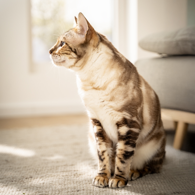 Katze sitzt auf einem beigen Teppich und schaut nach links